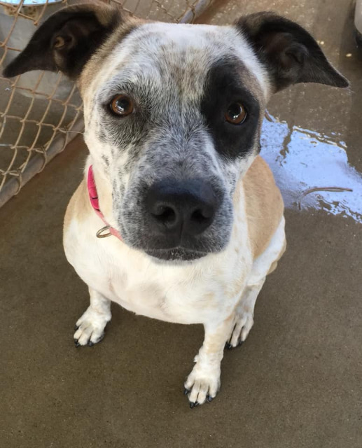 Aries, an adoptable Boxer, Shepherd in Midland, TX, 79705 | Photo Image 4