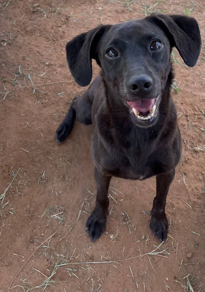 Geronimo, an adoptable Dachshund, Chihuahua in Midland, TX, 79705 | Photo Image 1