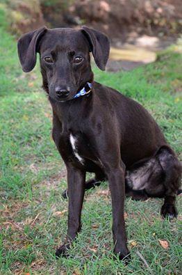 Geronimo, an adoptable Dachshund, Chihuahua in Midland, TX, 79705 | Photo Image 2
