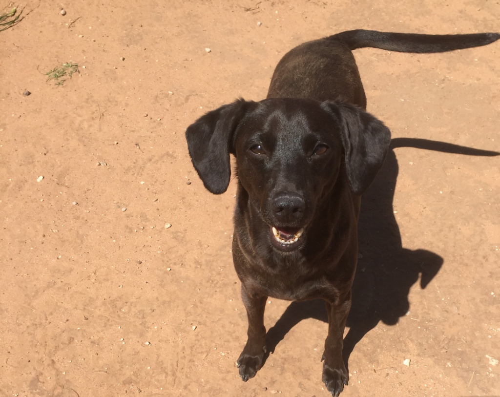 Geronimo, an adoptable Dachshund, Chihuahua in Midland, TX, 79705 | Photo Image 3