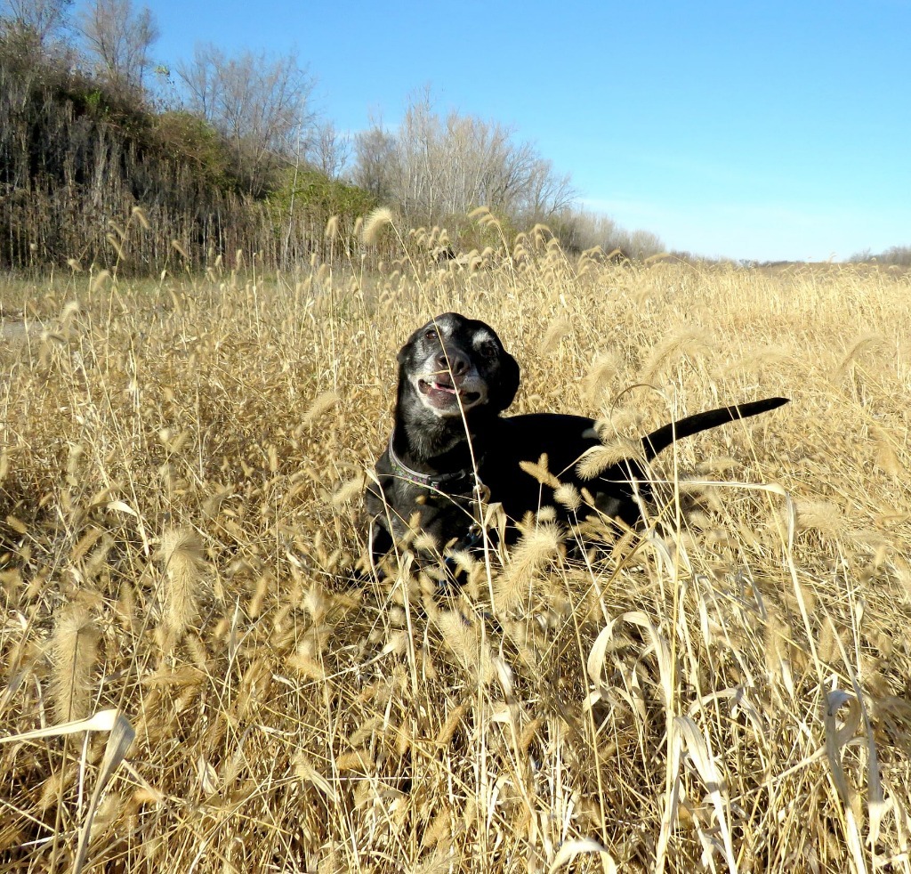 Shadow, an adoptable Labrador Retriever, German Shepherd Dog in Van Wert, OH, 45891 | Photo Image 1