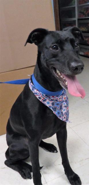 Shadow, an adoptable Labrador Retriever, German Shepherd Dog in Van Wert, OH, 45891 | Photo Image 2