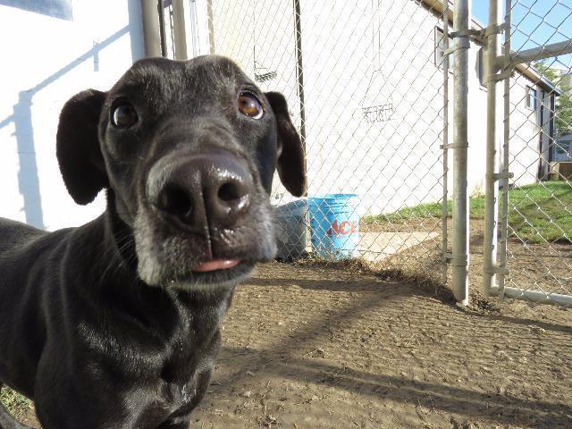 Shadow, an adoptable Labrador Retriever, German Shepherd Dog in Van Wert, OH, 45891 | Photo Image 5