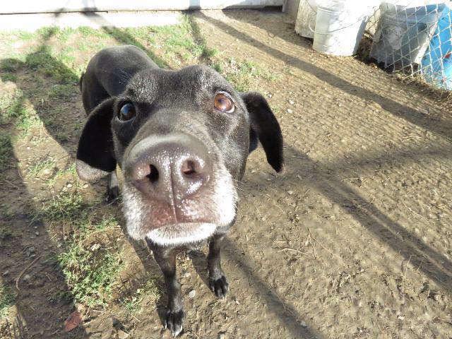 Shadow, an adoptable Labrador Retriever, German Shepherd Dog in Van Wert, OH, 45891 | Photo Image 6