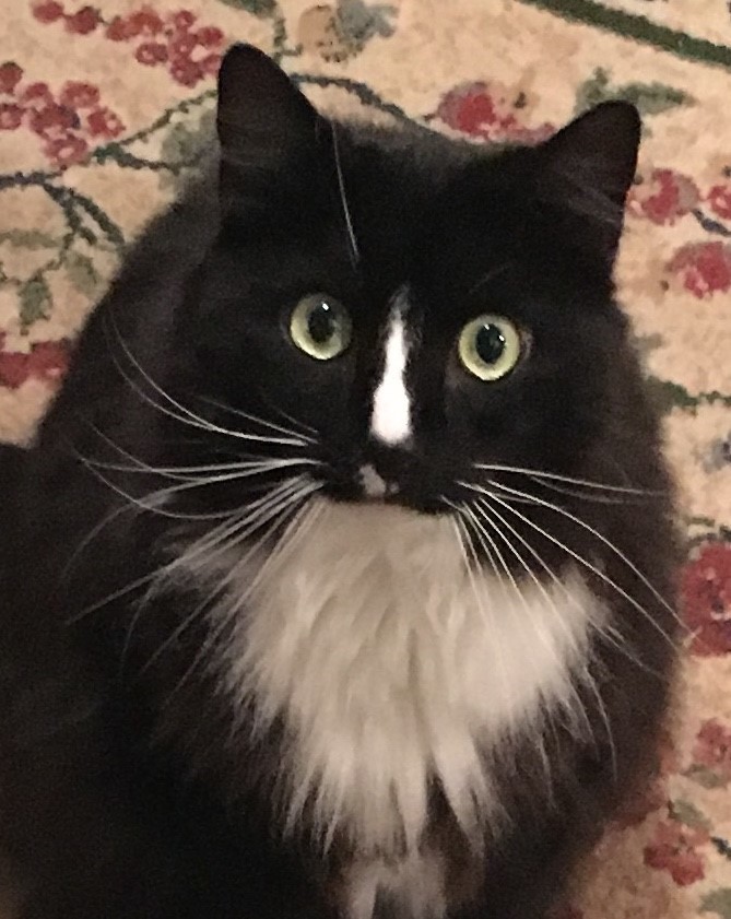 Cat For Adoption Domino A Tuxedo Domestic Long Hair Mix In