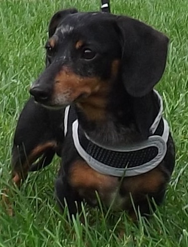 Oscar, an adoptable Dachshund in Lebanon, OH, 45036 | Photo Image 1