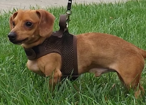 Chihuahua cross best sale dachshund for sale