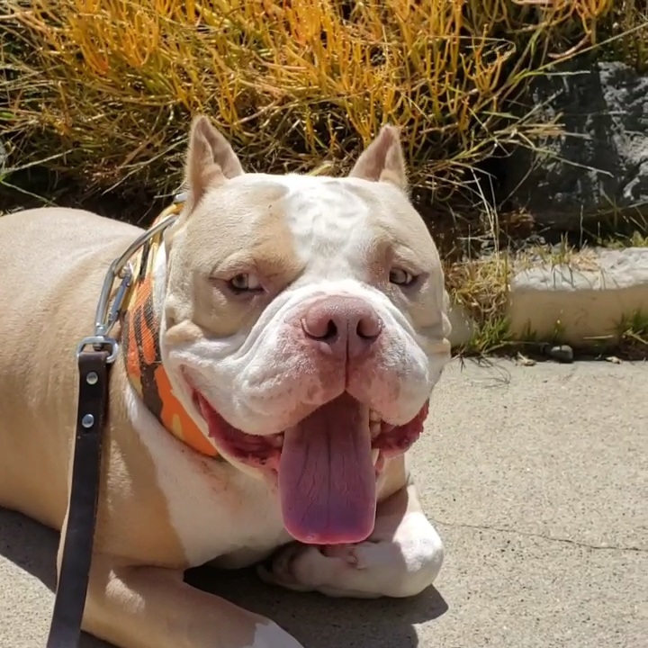 Boaris #AmericanBully lowrider loves small doggies, an adoptable American Bully, English Bulldog in Hermosa Beach, CA, 90254 | Photo Image 5