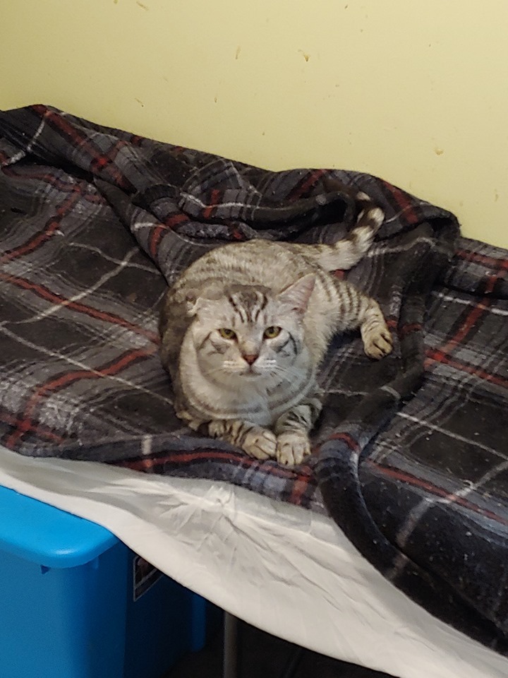 Silver Surfer, an adoptable Domestic Short Hair in Leitchfield, KY, 42754 | Photo Image 1