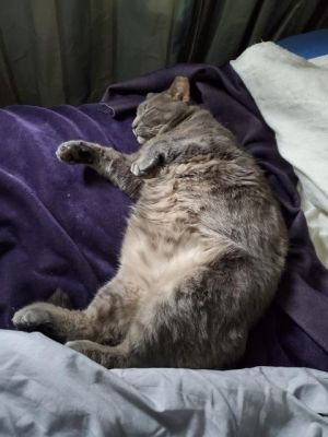 . Corien (FIV+) .