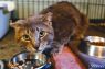 . Corien (FIV+) .
