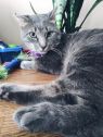 . Corien (FIV+) .