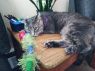 . Corien (FIV+) .