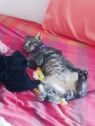 . Corien (FIV+) .