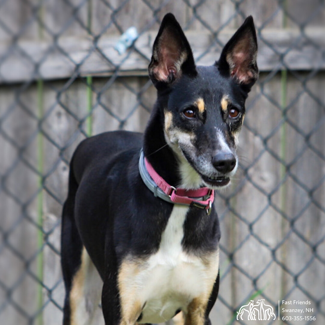 Atlas, an adoptable Mixed Breed in Swanzey, NH, 03446 | Photo Image 1
