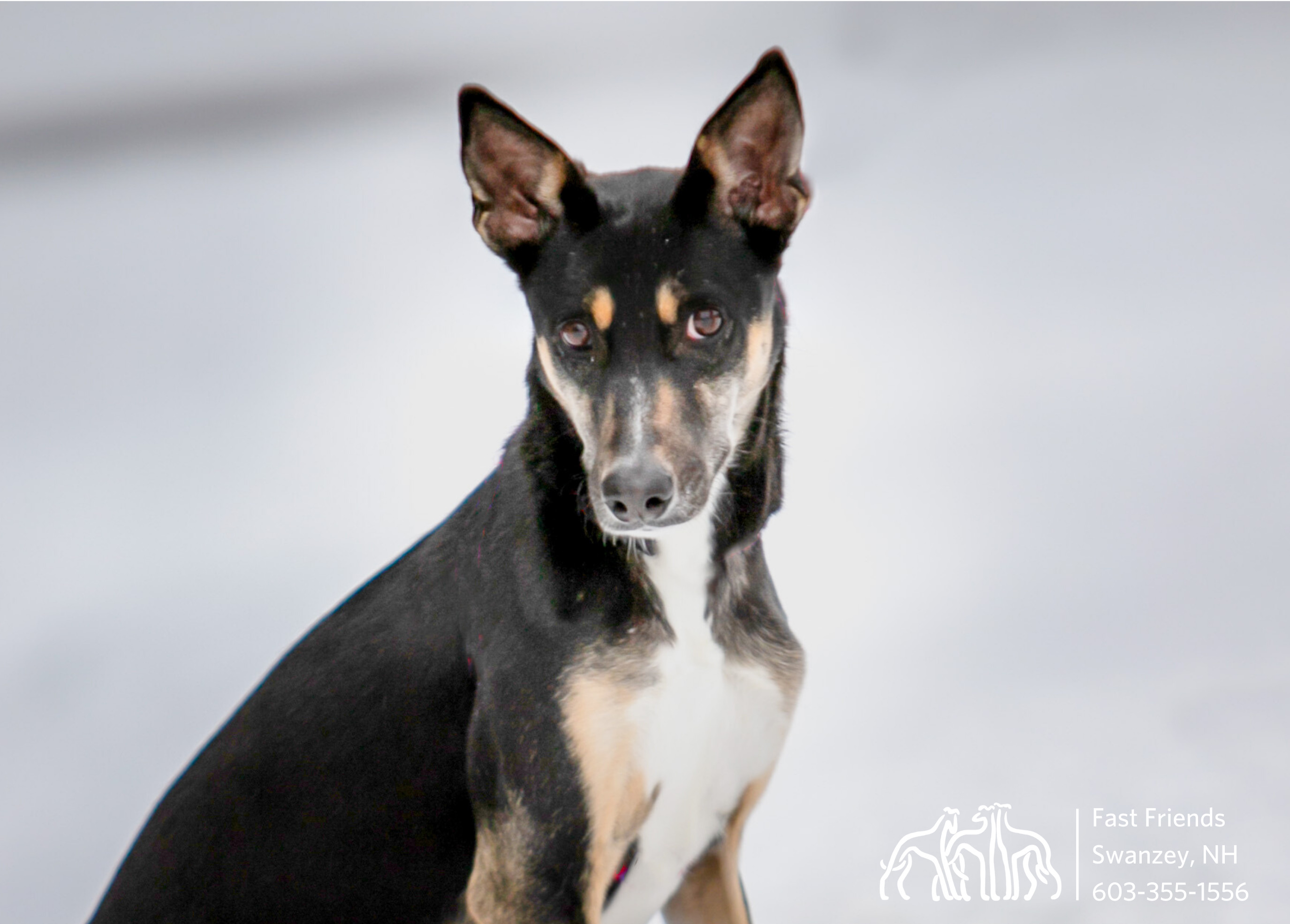 Atlas, an adoptable Mixed Breed in Swanzey, NH, 03446 | Photo Image 3
