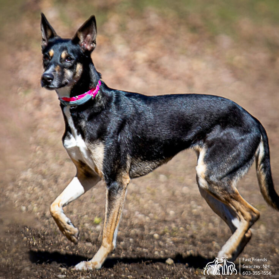 Atlas, an adoptable Mixed Breed in Swanzey, NH, 03446 | Photo Image 4
