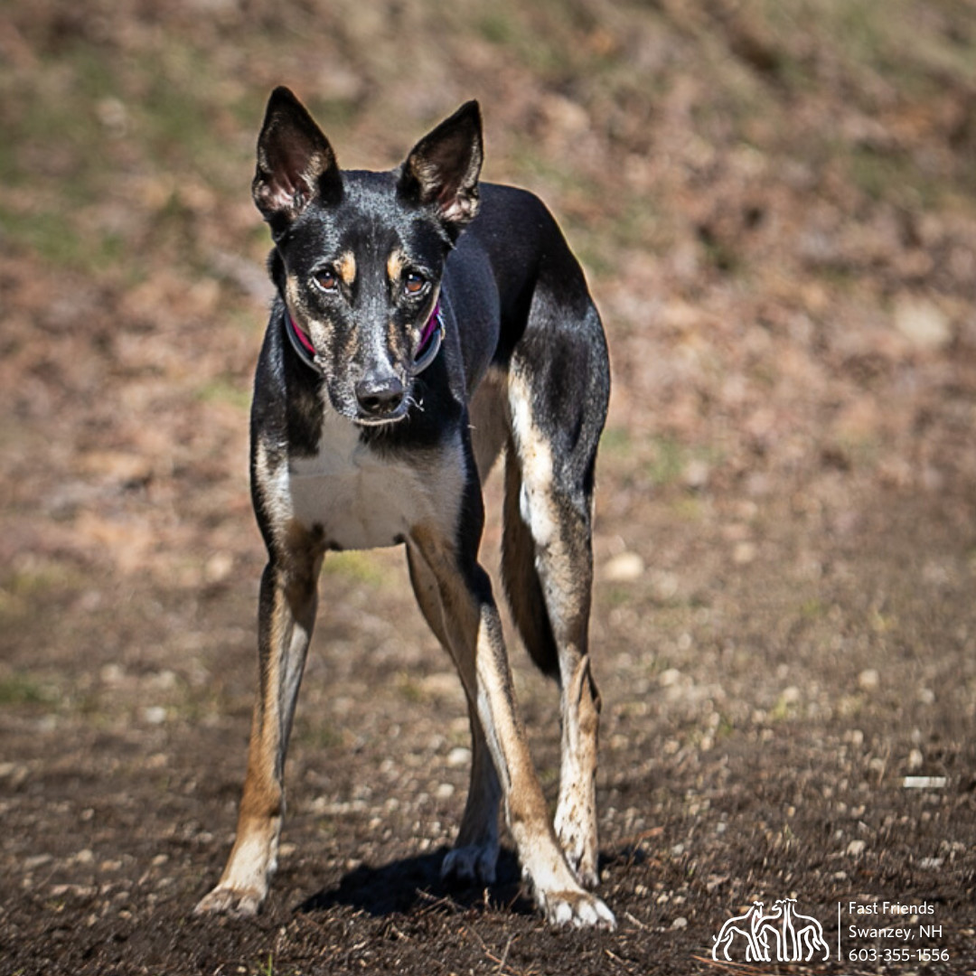 Atlas, an adoptable Mixed Breed in Swanzey, NH, 03446 | Photo Image 5