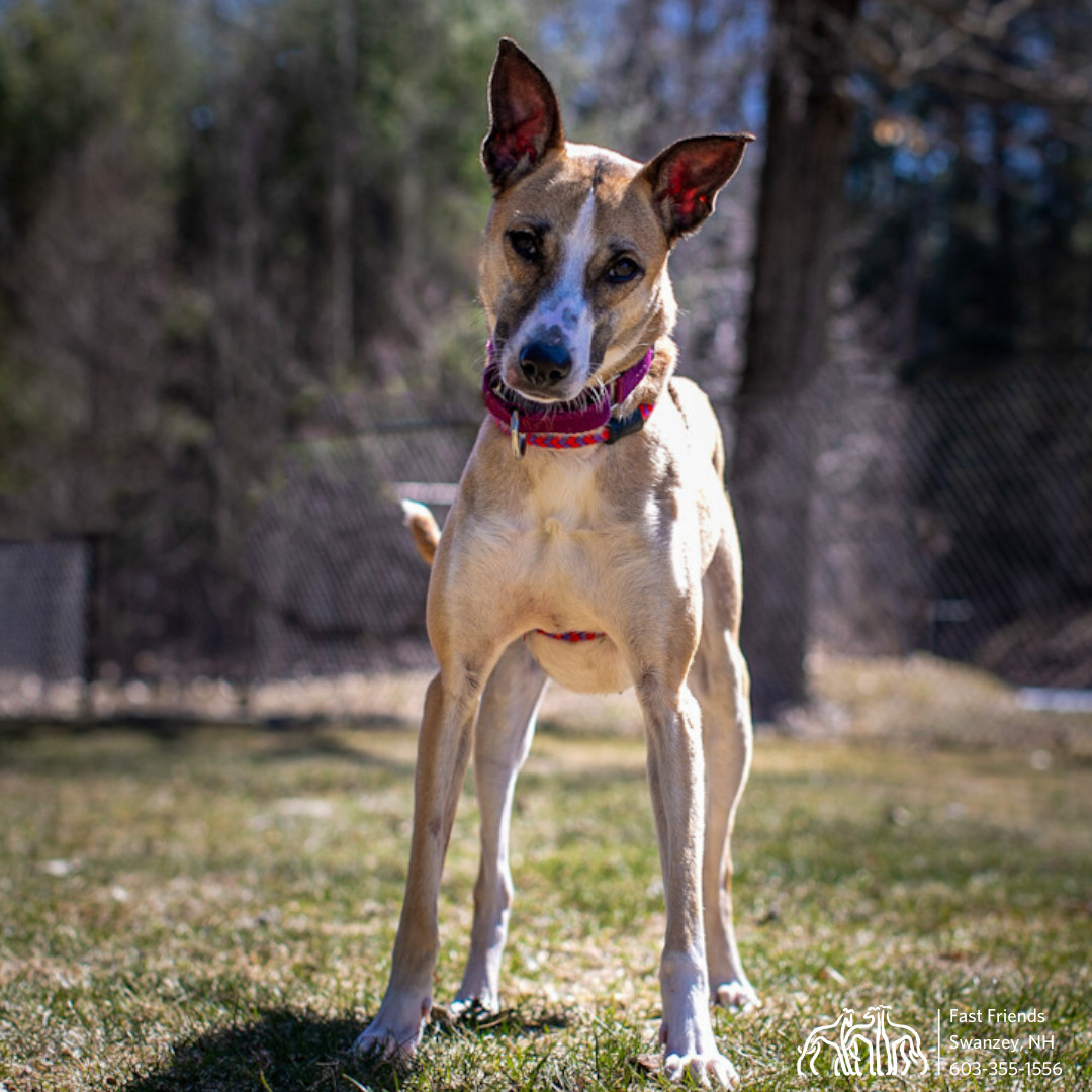 Asha, an adoptable Mixed Breed in Swanzey, NH, 03446 | Photo Image 6