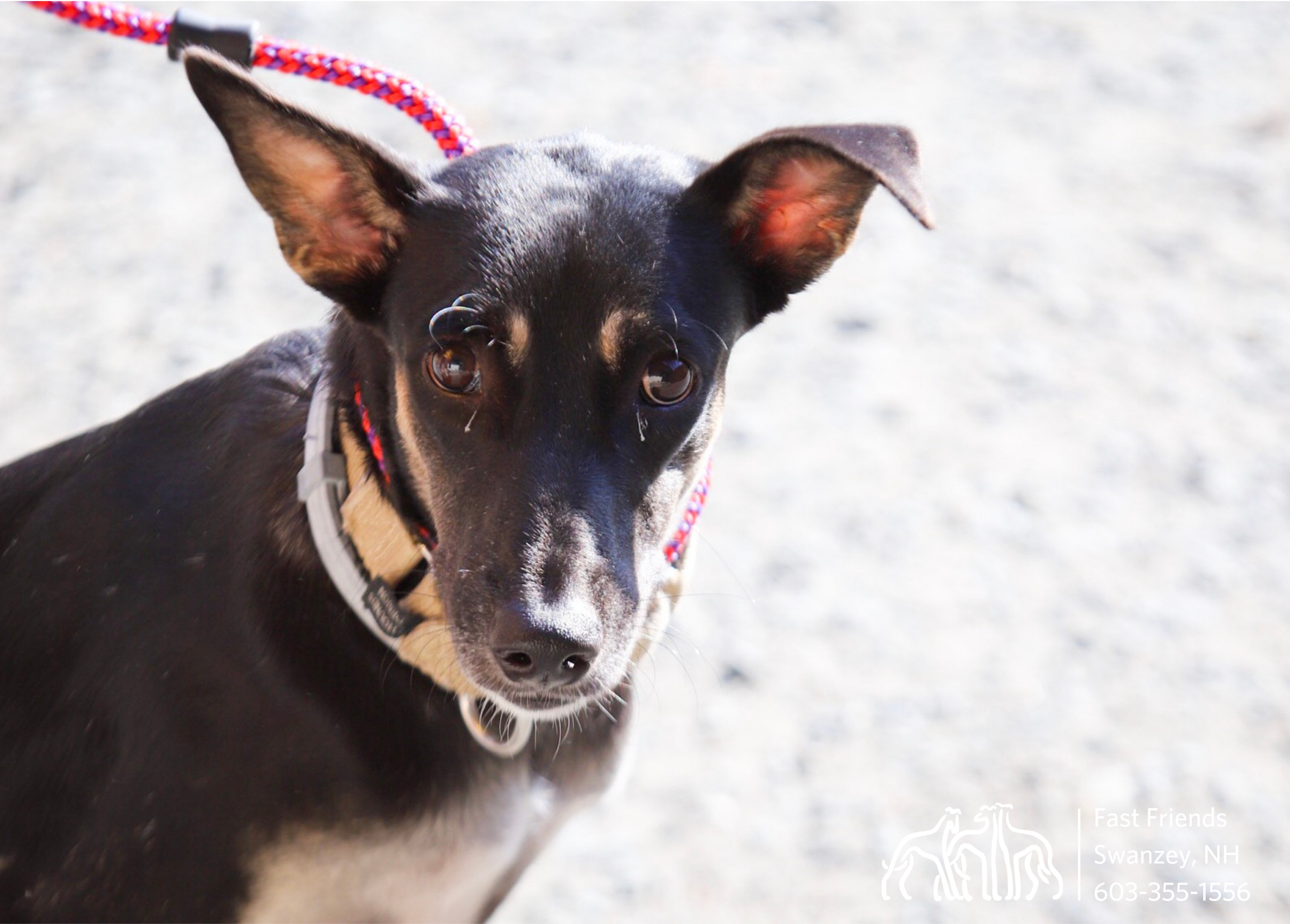 Astrix, an adoptable Greyhound, Mixed Breed in Swanzey, NH, 03446 | Photo Image 2