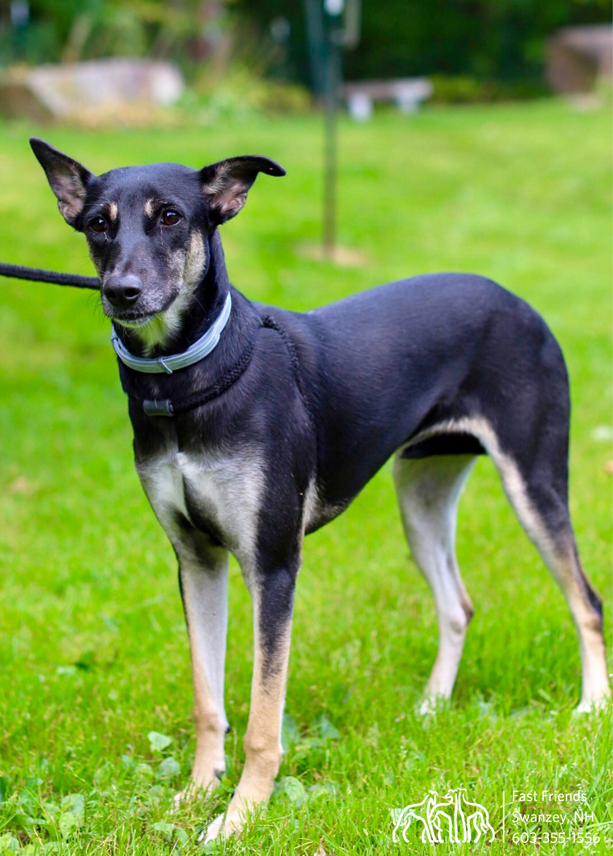 Astrix, an adoptable Greyhound, Mixed Breed in Swanzey, NH, 03446 | Photo Image 3