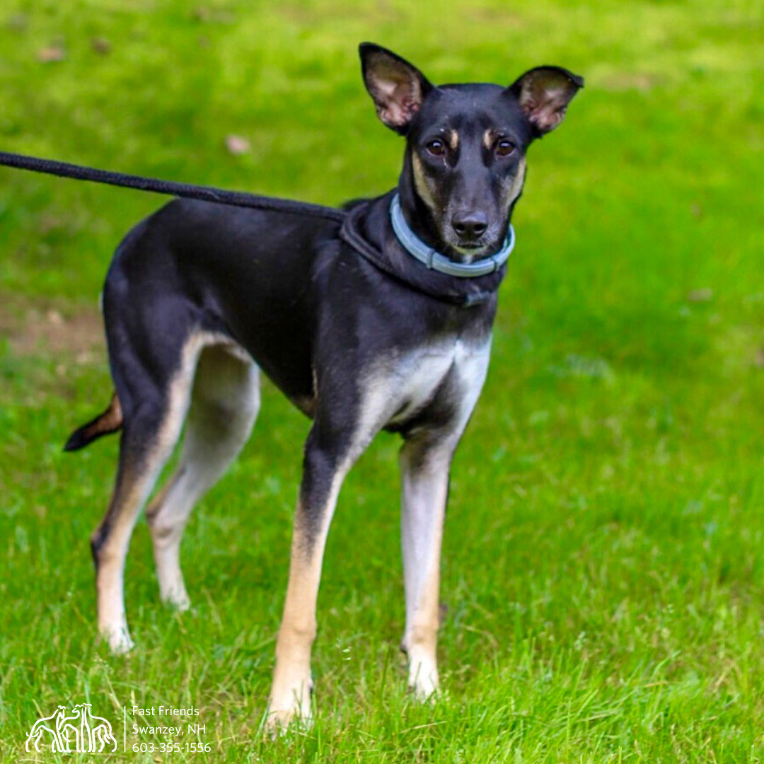 Astrix, an adoptable Greyhound, Mixed Breed in Swanzey, NH, 03446 | Photo Image 5