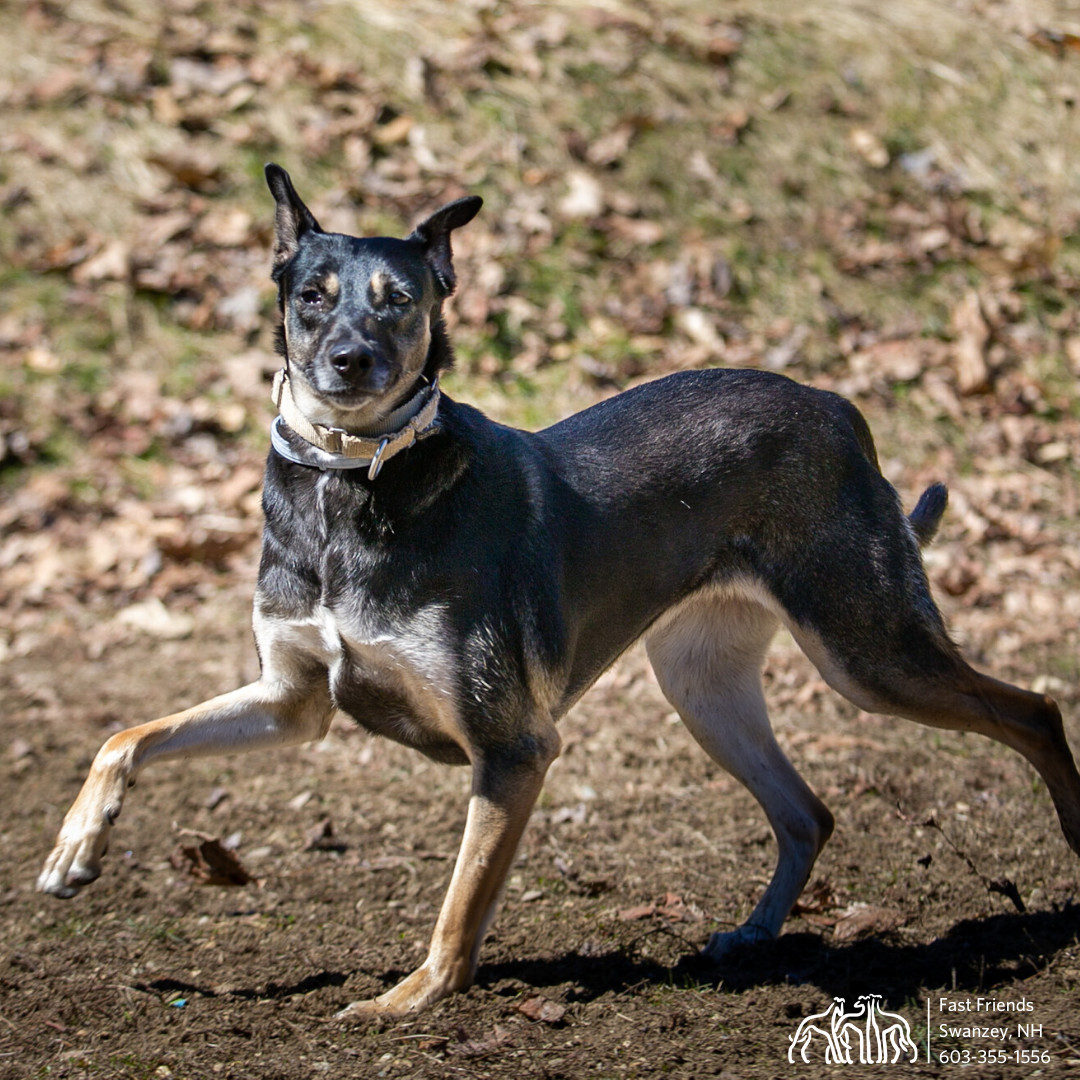 Astrix, an adoptable Greyhound, Mixed Breed in Swanzey, NH, 03446 | Photo Image 6