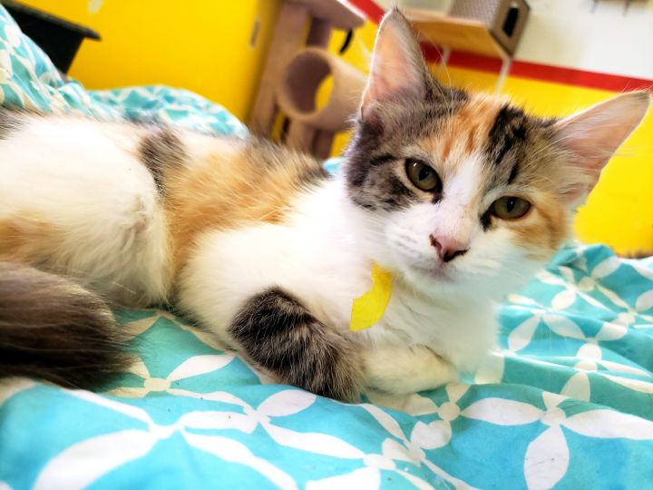 Cat For Adoption Roxey A Domestic Long Hair Calico Mix In
