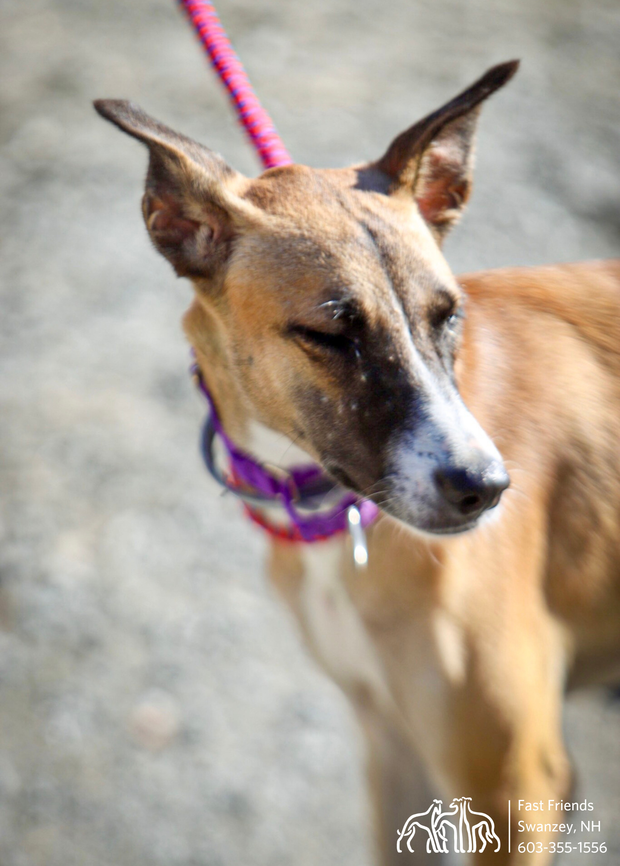 Ava, an adoptable Mixed Breed in Swanzey, NH, 03446 | Photo Image 2