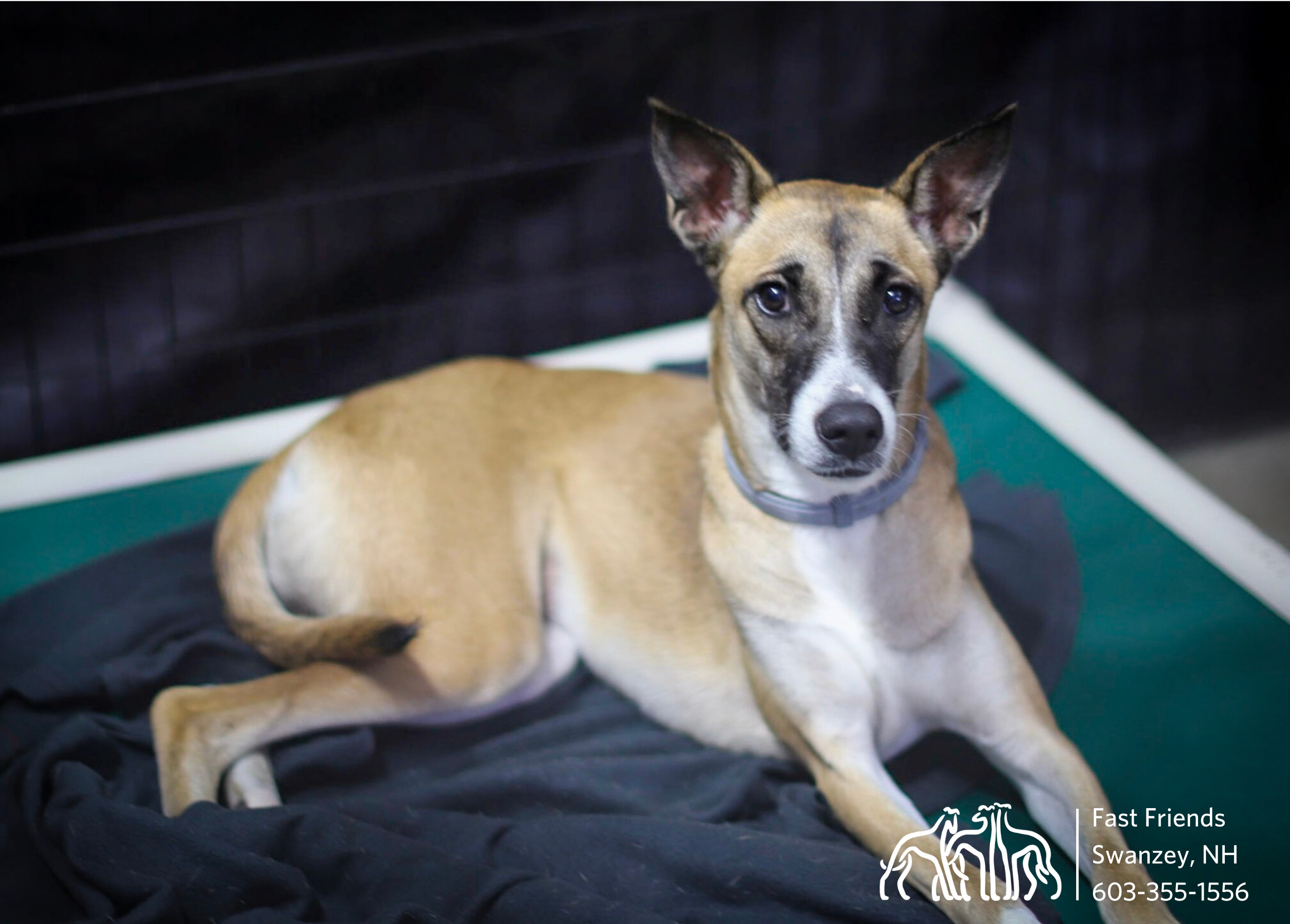 Ava, an adoptable Mixed Breed in Swanzey, NH, 03446 | Photo Image 3