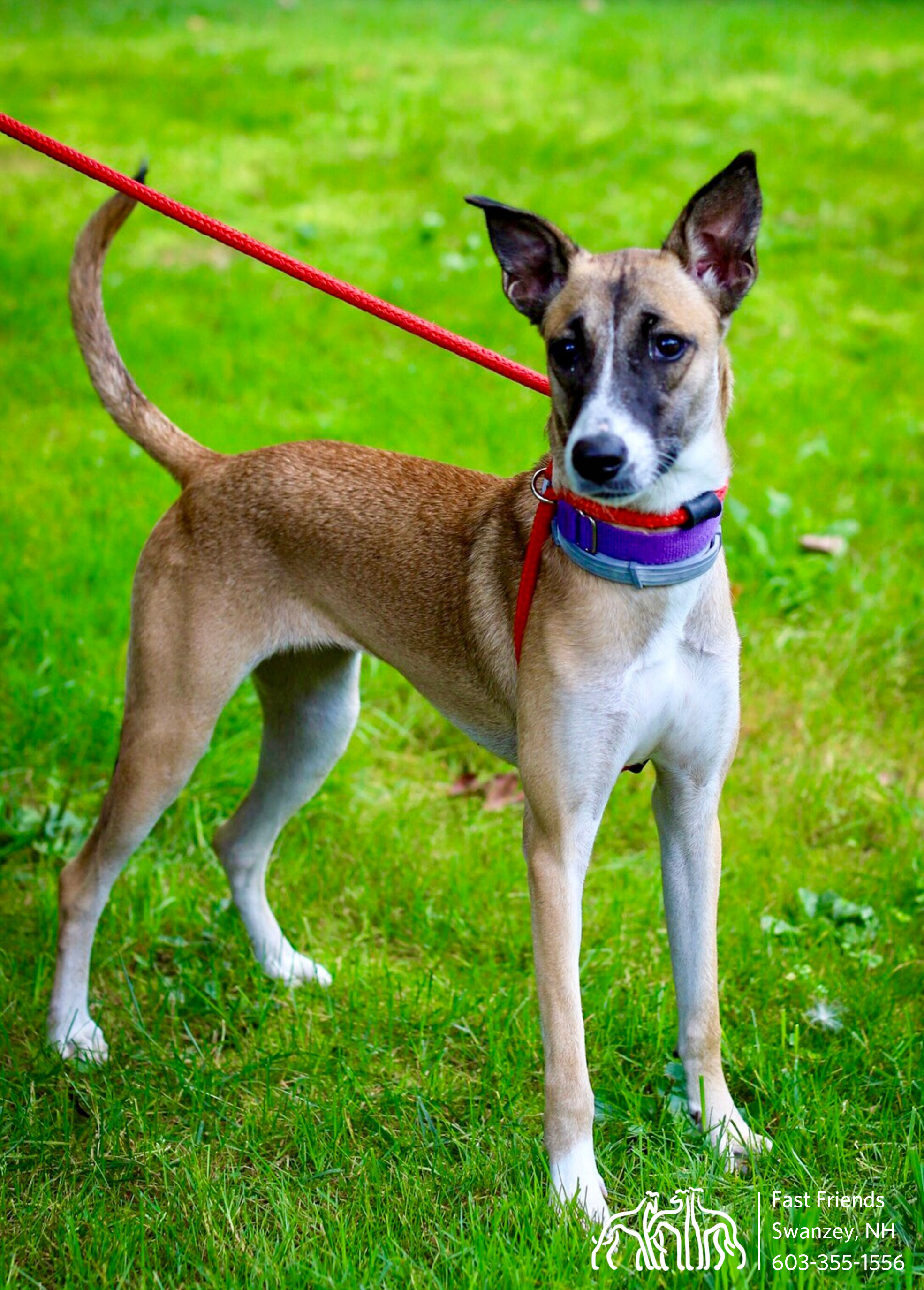 Ava, an adoptable Mixed Breed in Swanzey, NH, 03446 | Photo Image 4