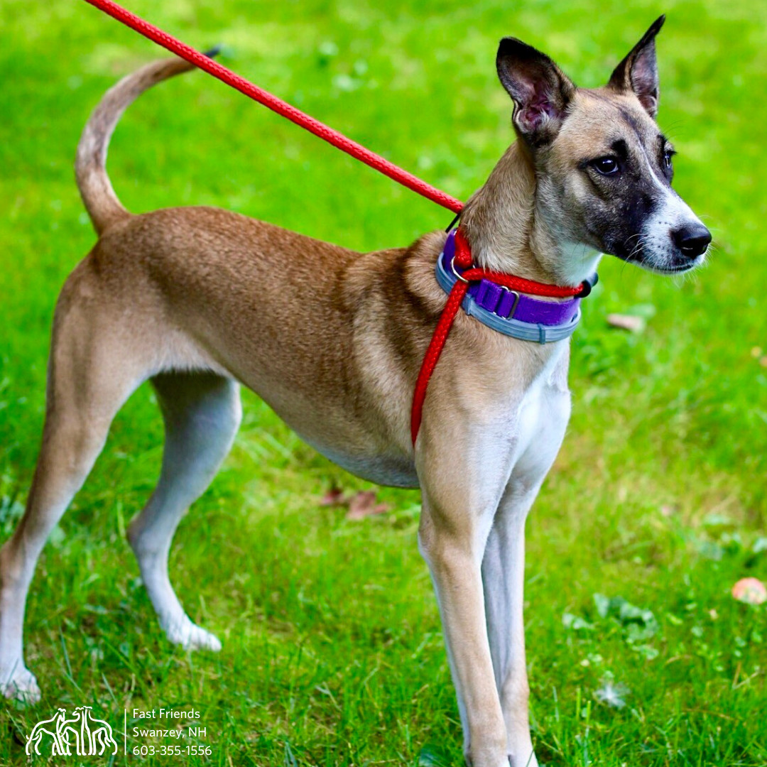 Ava, an adoptable Mixed Breed in Swanzey, NH, 03446 | Photo Image 5