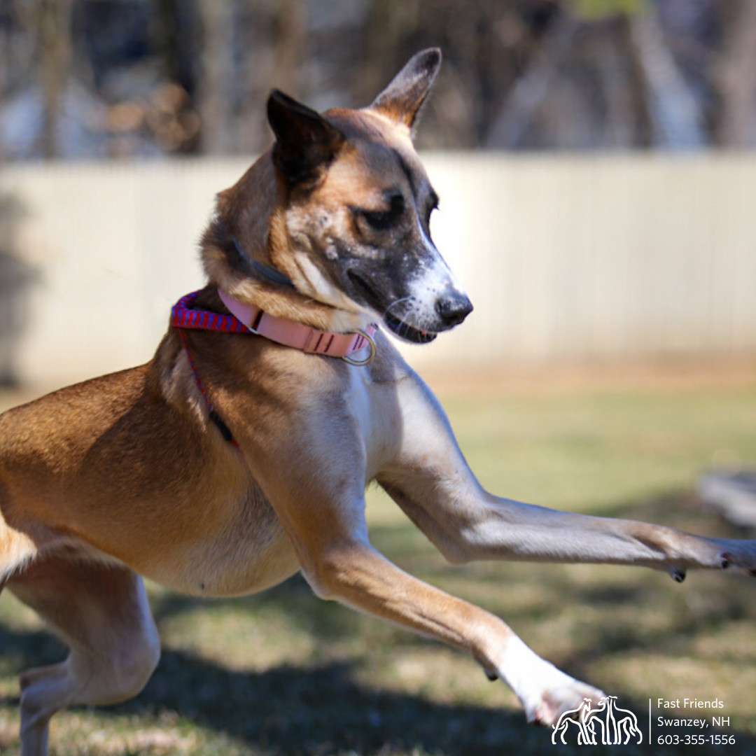 Ava, an adoptable Mixed Breed in Swanzey, NH, 03446 | Photo Image 6