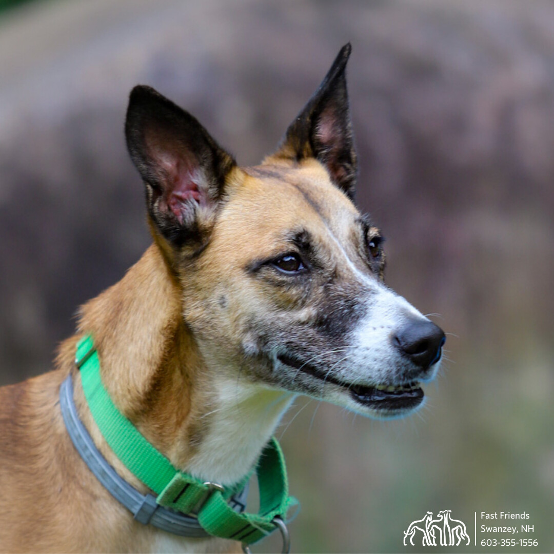 Ava, an adoptable Mixed Breed in Swanzey, NH, 03446 | Photo Image 1