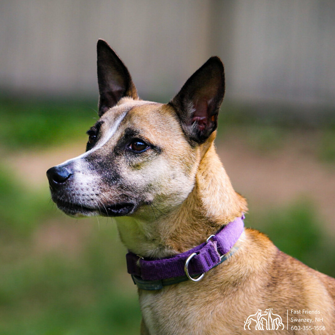 Angus, an adoptable Mixed Breed in Swanzey, NH, 03446 | Photo Image 1