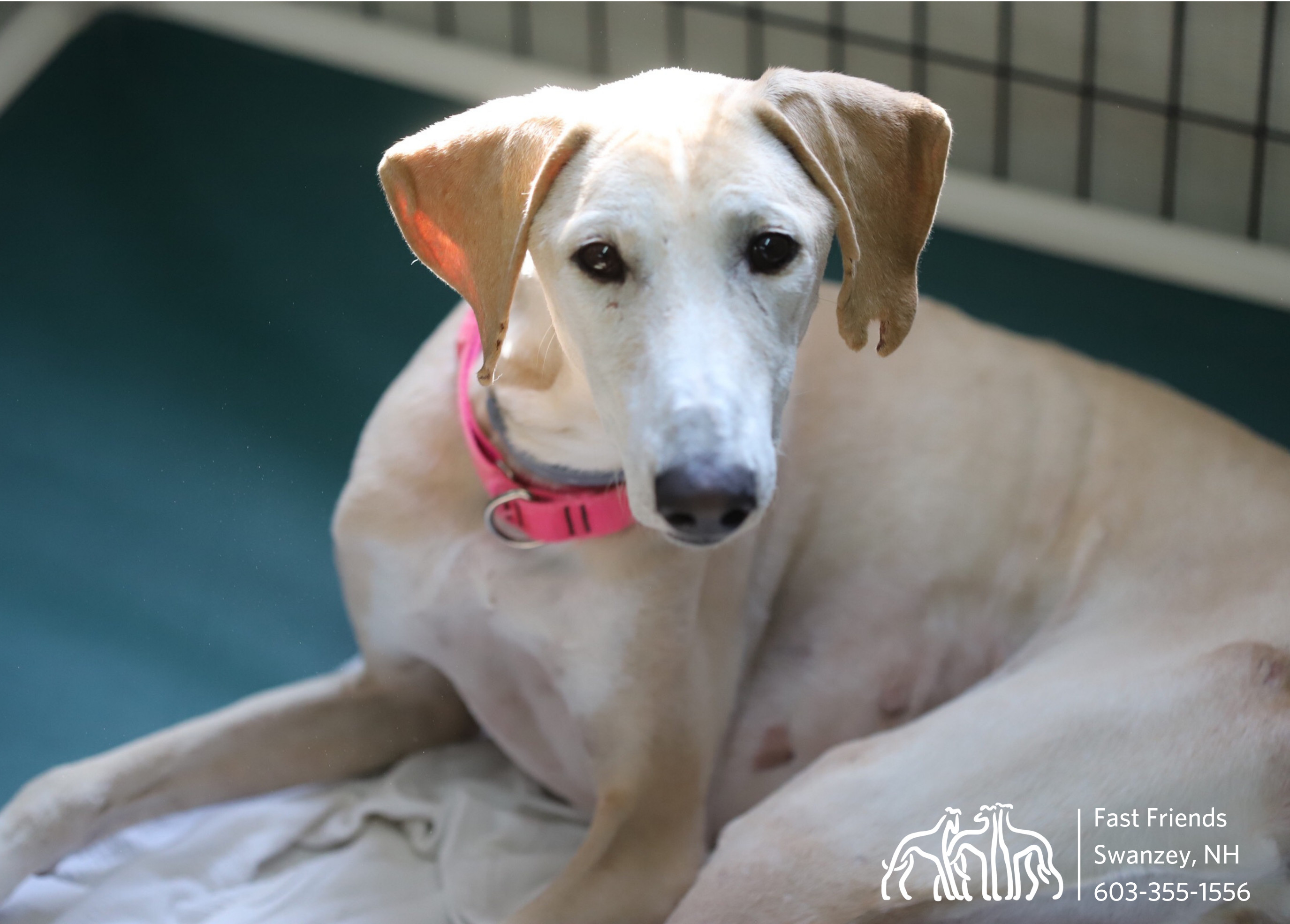 Rachel, an adoptable Greyhound, Saluki in Swanzey, NH, 03446 | Photo Image 2