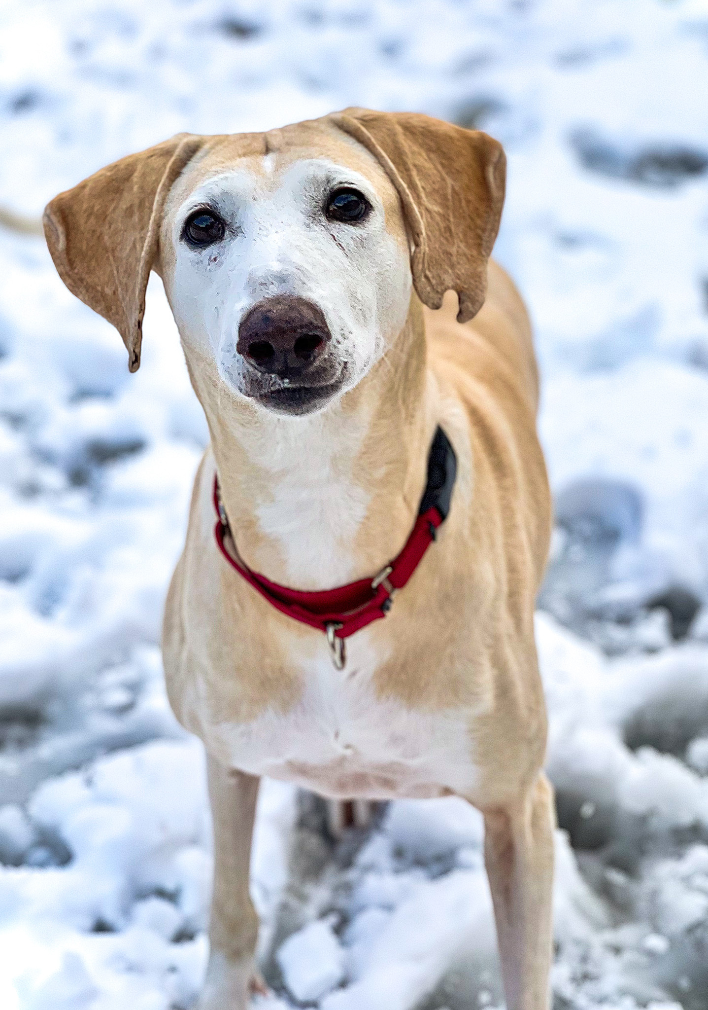 Rachel, an adoptable Greyhound, Saluki in Swanzey, NH, 03446 | Photo Image 3