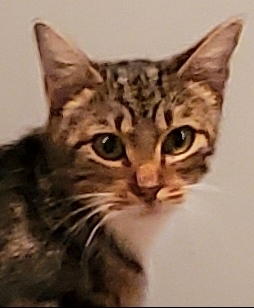 Cat For Adoption Amethyst Jane A Bengal Exotic Shorthair Mix