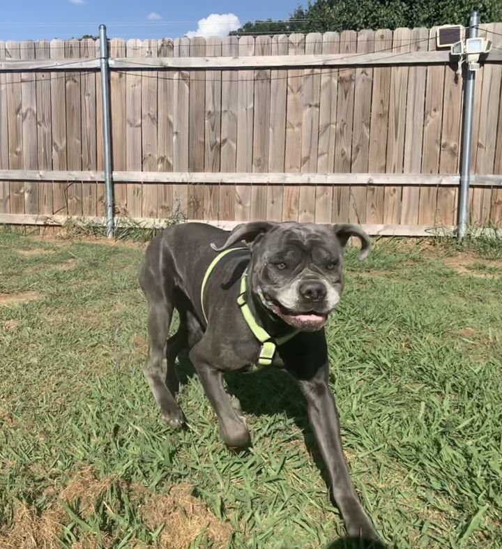 Dog For Adoption Nova A Cane Corso In Arlington Tx