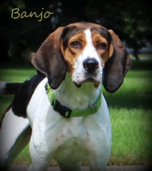 Banjo