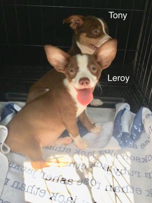 Leroy