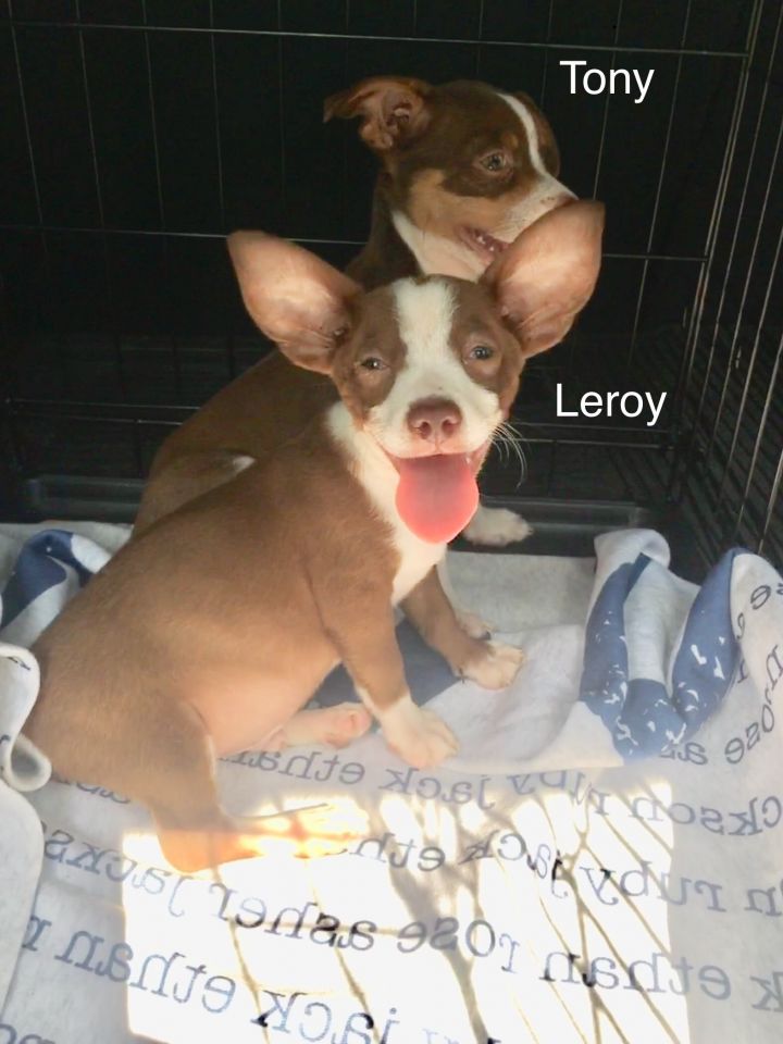 Leroy 1