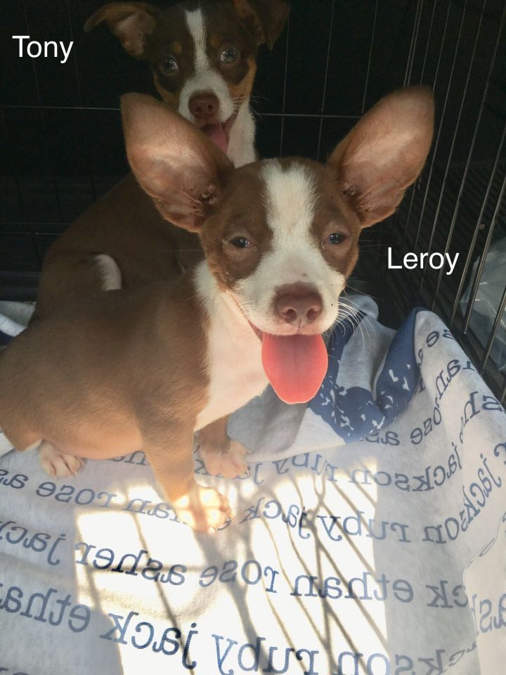 Leroy 3