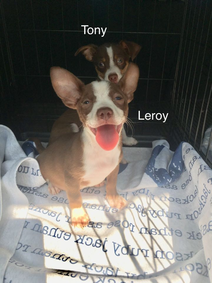 Leroy 5