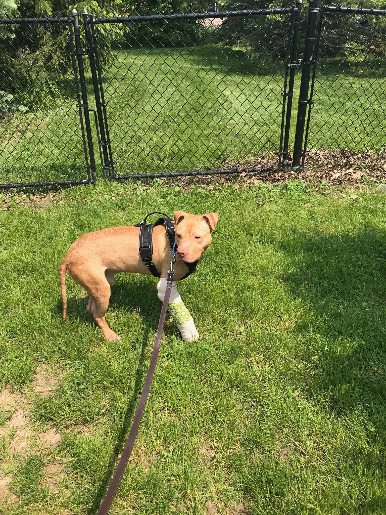 Sam, an adoptable Labrador Retriever, Pit Bull Terrier in Ontario, NY, 14519 | Photo Image 5