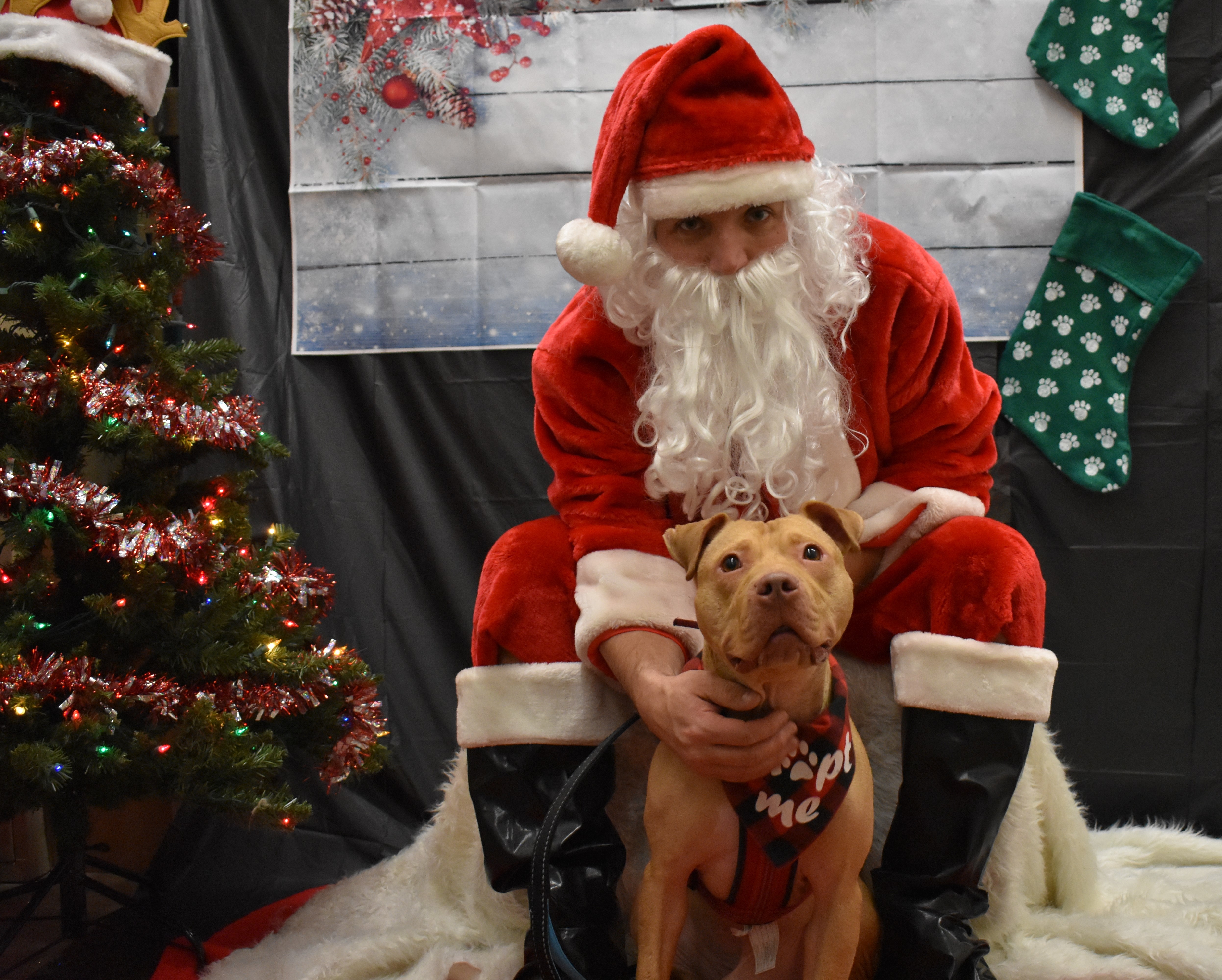 Sam, an adoptable Labrador Retriever, Pit Bull Terrier in Ontario, NY, 14519 | Photo Image 6