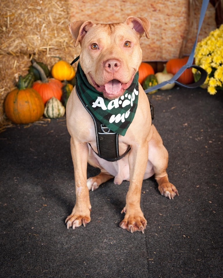 Sam, an adoptable Labrador Retriever, Pit Bull Terrier in Ontario, NY, 14519 | Photo Image 1