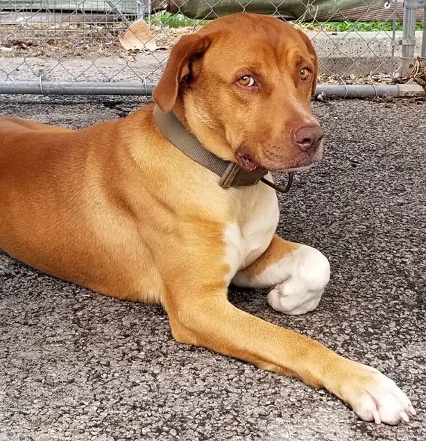 Red hound lab sales mix