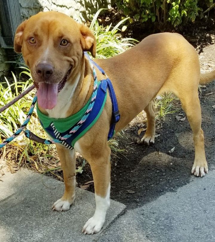 Hound and retriever store mix