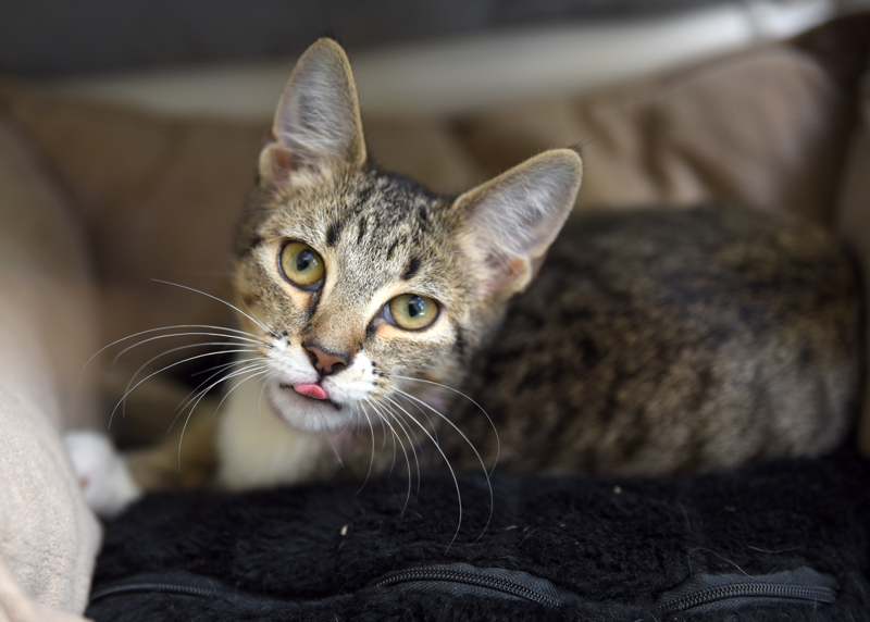 Blossom, an adoptable Tabby, Domestic Short Hair in Chattanooga, TN, 37415 | Photo Image 1